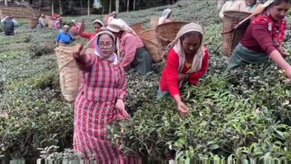 Mamata Banerjee: কার্শিয়াংয়ে চা শ্রমিকদের পোশাকে চা বাগানে মমতা, গাইলেন গান-তুললেন চা-পাতা
