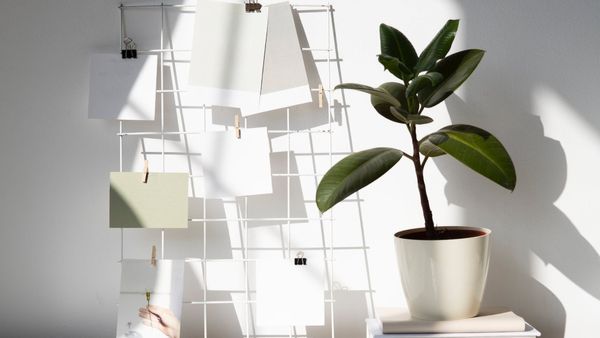 Vastu Tips 2024: আর্থিক সমৃদ্ধিতে জীবন ভরিয়ে তুলতে নতুন বছরে বাড়িতে লাগান এই গাছগুলি