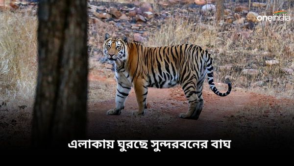 Sundarbans: ছাগলের টোপের কাছেও যায়নি, গর্জন করে এলাকায় ঘুরছে সুন্দরবনের বাঘ