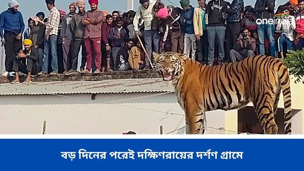 Uttar Pradesh: পাঁচিলের উপরে খোশ মেজাজে রোদ পোহাচ্ছেন তিনি, বড় দিনের পরেই দক্ষিণরায়ের দর্শন গ্রামে