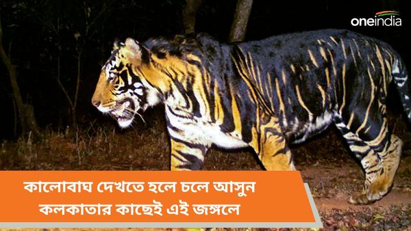 কালোবাঘ দেখতে চান, চলে আসুন কলকাতার কাছের এই জঙ্গলে 