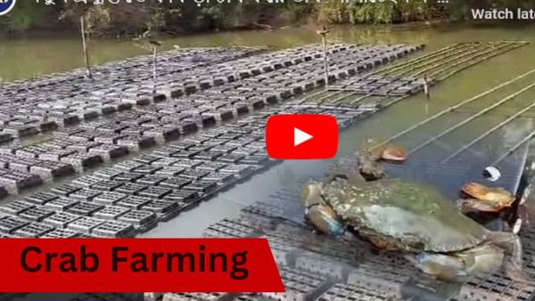 বাক্সের মধ্যে অভিনব পদ্ধতিতে কাঁকড়া চাষ! বিপুল আয়ের পথ দেখাচ্ছেন নন্দীগ্রামের অতসী