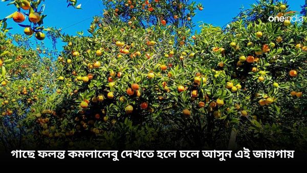 Travel: সিটং নয়, গাছে ফলন্ত কমলালেবু দেখতে হলে চলে আসুন এই জায়গায়
