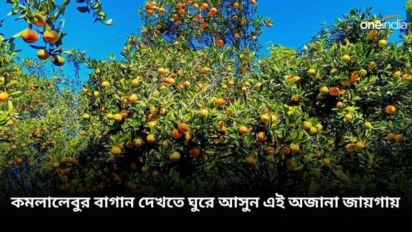 সিটং ভুলে যান, কমলালেবু দেখতে হলে চলে আসুন কলকাতার কাছে এই জায়গায়