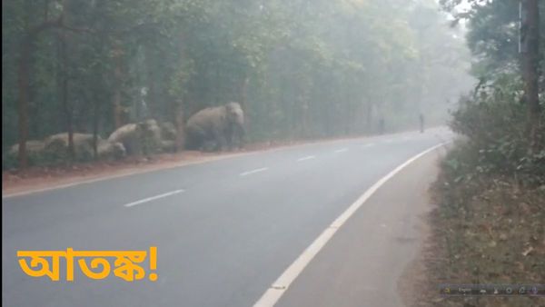 Madhyamik 2024: জঙ্গল পেরিয়ে মাধ্যমিক পরীক্ষা দিতে যাবে ওরা! নিরাপত্তা দেবে বনদফতর