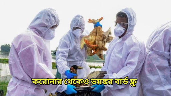 করোনার থেকেও ভয়ঙ্কর, বার্ড ফ্লু নিয়ে নয়া আতঙ্কের খবর শোনালেন বিশেষজ্ঞরা