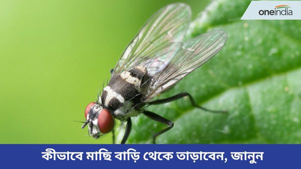 মাছির জ্বালায় বাড়িতে অতিষ্ঠ হয়ে উঠছেন, দ্রুত মুক্তি পেতে মানুন এই ঘরোয়া টিপসগুলি