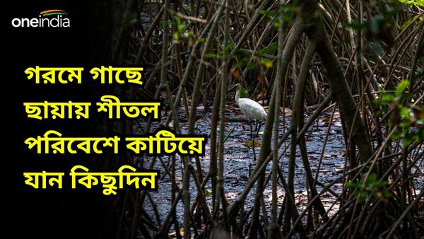 Travel: দার্জিলিংয়ে ঠাঁই নাই, দুর্ধর্ষ গরমে ঘুরে আসুন অরণ্যের শীতল ছায়ায়