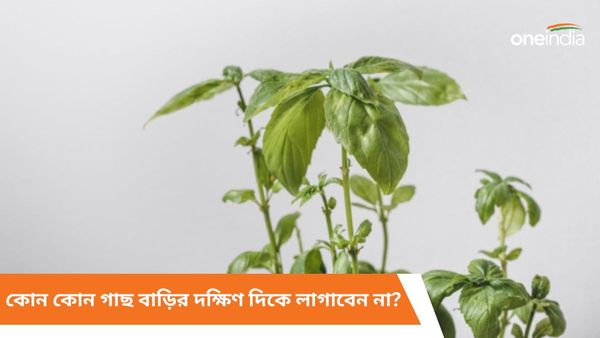 ভুলেও বাড়ির দক্ষিণ দিকে এই গাছগুলি লাগাবেন না, হতে পারে অর্থহানি