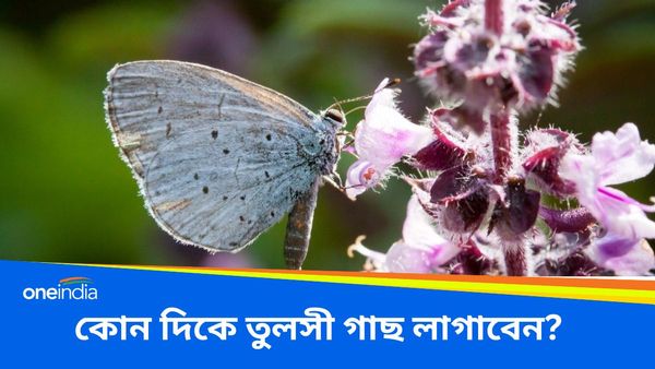 কোন দিকে তুলসী গাছ রাখা শুভ, ভগবান বিষ্ণুর কৃপা পেতে কী করবেন, জানুন