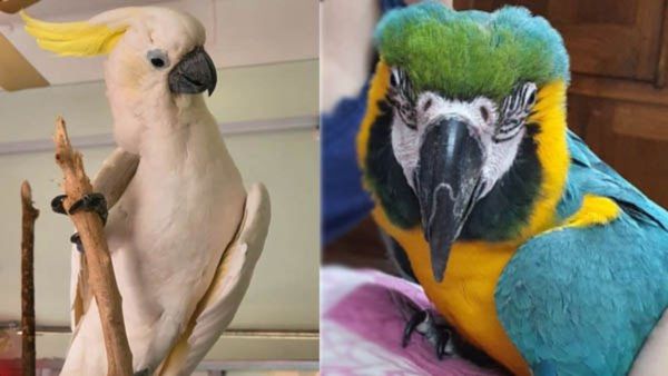 এক ঘরেই বাস কাকাতুয়া, খরগোসের! সঙ্গী হাসকি-ম্যাকাও! বিষ্ণুপুরের সরোজ যেন 