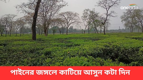 Travel: চা-বাগান আর পাইনের জঙ্গলের মাঝে কটেজে কাটিয়ে যান কটা দিন, গরমের ছুটির সেরা ডেস্টিনেশন