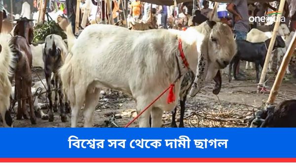 বিশ্বের সব থেকে দামী ছাগলের মূল্য কত জানেন? নিউটাউনে বড় ফ্ল্যাট হয়ে যাবে