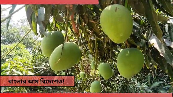 Malda Himsagar Mango: হিমসাগরের স্বাদ পাবে দুবাই-ব্রিটেনের মানুষও! বাংলা থেকে যাচ্ছে কেজি কেজি আম