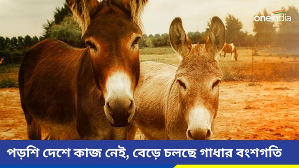 পাকিস্তানে হুহু করে বাড়ছে গাধার সংখ্যা, হইচই সারা দেশে
