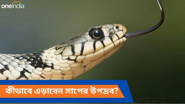 ঘরোয়া এই উপায়েই বাড়ি থেকে সাপের উপদ্রব এড়ান, বর্ষার আগেই জানুন টিপসগুলি