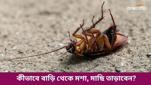মশা, মাছি, আরশোলা তাড়াতে দিশেহারা অবস্থা আপনার, এই টোটকাতেই করুন কামাল