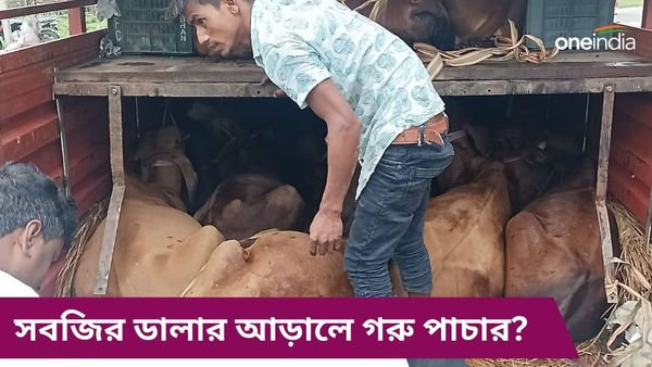 সবজির ডালার আড়ালে গরু পাচার? শিলিগুড়ির সীমান্ত এলাকায় গ্রেফতার ২