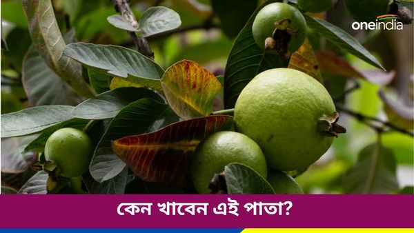 এই পাতাই সুগার রোগের যম, নিয়মিত খেলে পাবেন স্লিম ফিগারও, আর কী গুণ রয়েছে, জানুন