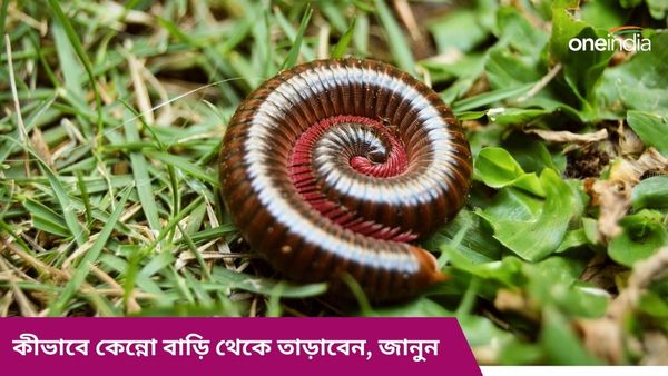 বর্ষায় কেন্নোর উৎপাতে নাজেহাল অবস্থা আপনারও, এই সহজ উপায়েই বাড়ি থেকে তাড়ান 