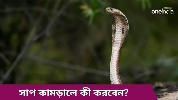 বর্ষাকালে সাপ কামড়ালে কী করবেন, আর কী কী করবেন না, সতর্ক থাকুন এইভাবে