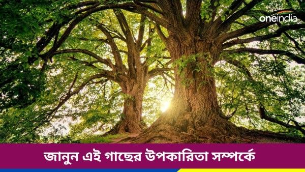 কৃষ্ণের এই পছন্দের গাছ বাড়িতে রাখলে পাবেন হাজারও উপকার, রয়েছে অনেক স্বাস্থ্যগুণও