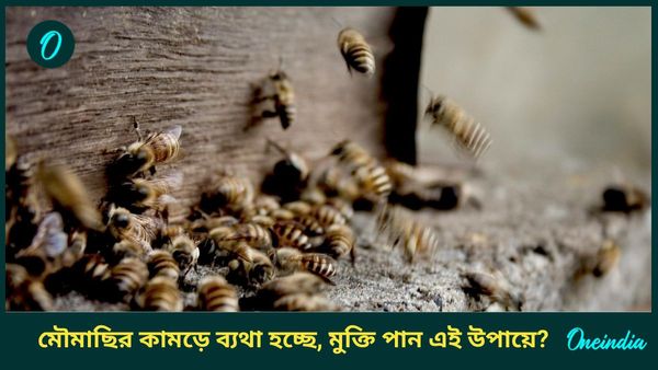 মৌমাছির কামড়ে ব্যথা, জ্বালায় ছটফট করছেন, দ্রুত রেহাই পেতে মানুন এই ঘরোয়া প্রতিকারগুলি