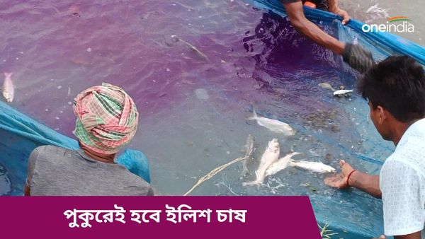 পুকুরে ইলিশ চাষ! সিফরির গবেষণায় নতুন চমক, অপেক্ষার দিন শেষ ইলিশ মিলবে বছর ভর