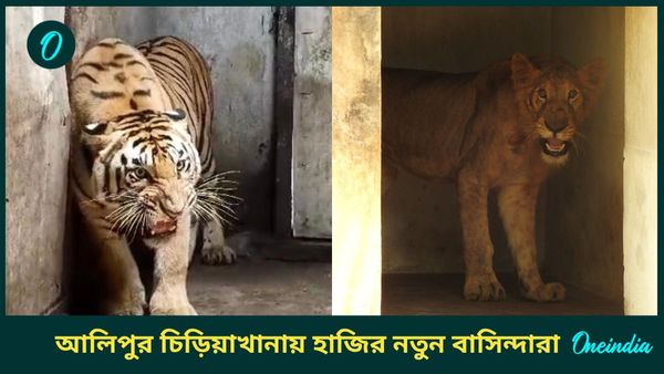 কলকাতার বাসিন্দা হলেন পশুরাজ, বাঘ- ভালুক সহ নতুন কারা এল আলিপুর চিড়িয়াখানায়?