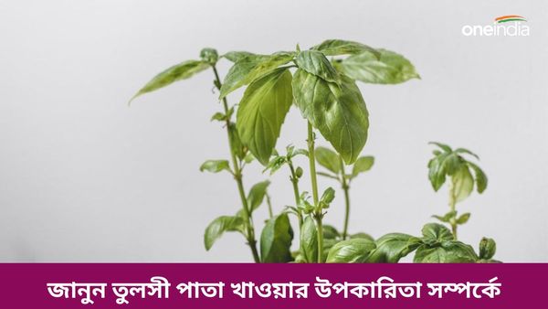 এই পাতাটিতে রয়েছে অবাক করা স্বাস্থ্যগুণ, যা জানলে চমকে যাবেন আপনিও  