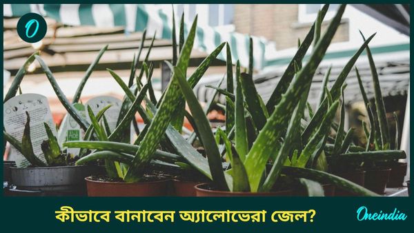 বাড়িতেই তৈরি করতে পারেন অ্যালোভেরা জেল, কিন্তু কীভাবে, জানুন উপকারিতা 