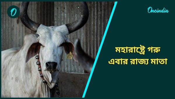 মহারাষ্ট্রে গরুকে রাজ্য মাতা হিসেবে ঘোষণা, হিন্দু ভোট টানতে সিদ্ধান্ত শিন্ডে সরকারের!