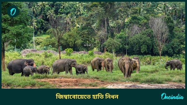 প্রবল খরা, ক্ষুধার্ত মানুষকে খাওয়াতে ২০০ হাতি জবাই করবে জিম্বাবোয়ে