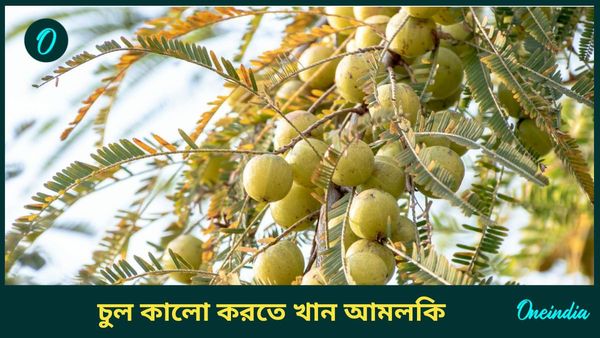 সাদা চুলের সমস্যায় ভুগছেন, দ্রুত চুল কালো করতে এইভাবে ব্যবহার করুন আমলকি