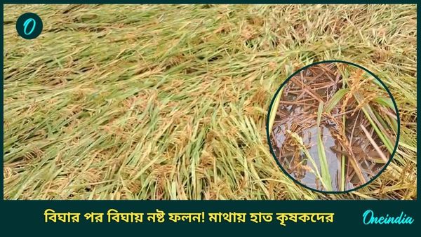 Cyclone Dana West Bengal Effect: বিঘার পর বিঘা জমিতে দাঁড়িয়ে জল, নষ্ট ফলন! বিমা টাকা মিলবে? শঙ্কায় কৃষকরা