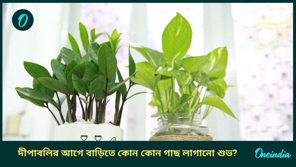 অর্থ সঙ্কট কাটাতে দীপাবলির আগেই বাড়িতে লাগান এই গাছগুলি, পাবেন মা লক্ষ্মীর কৃপাও 