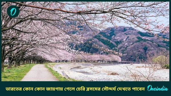 Travel: শুরু হচ্ছে চেরি ব্লসমের মরসুম, দেশের কোন জায়গায় গেলে দেখতে পাবেন এই গোলাপী ফুলের আভা 