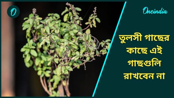 জীবনে সুখী হতে ও আর্থিকদিকে উন্নতি করতে তুলসী গাছের পাশে এই গাছগুলি রাখবেন না 