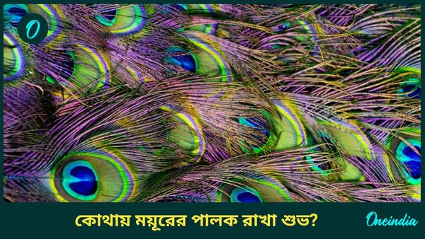 ময়ূরের পালক ঘরে রাখলেই খুলবে ভাগ্য, কিন্তু কোথায়, কীভাবে রাখবেন, জানুন 