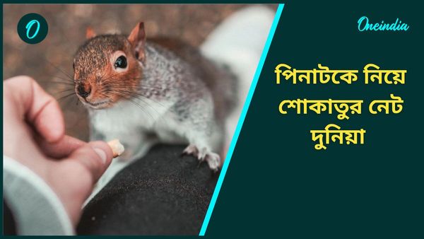 ভাইরাল পিনাটকে আর দেখা যাবে না নেট দুনিয়ায়! কিন্তু কেন!
