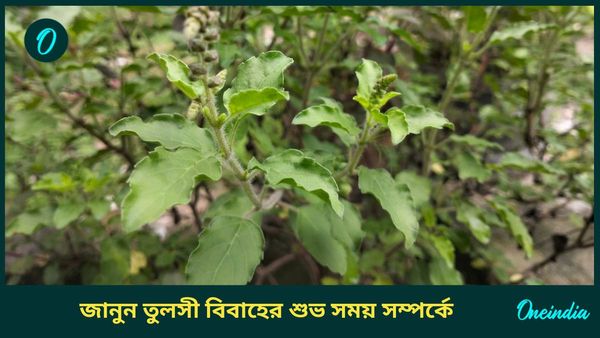 কখন হয় তুলসী বিবাহ, কেন ভগবান বিষ্ণু তুলসী দেবীকে বিয়ে করেছিলেন, জানুন   