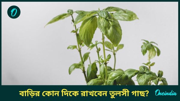 বাড়িতে সুখ, সমৃদ্ধি বজায় রাখতে এই দিকে বসান তুলসী গাছ, কাটবে আর্থিক সঙ্কটও  