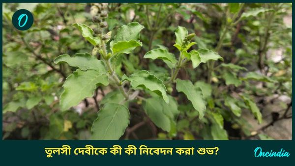 আর্থিকদিকে উন্নতি করতে দেব উত্থানী একাদশীতে তুলসী দেবীকে এগুলি নিবেদন করুন 
