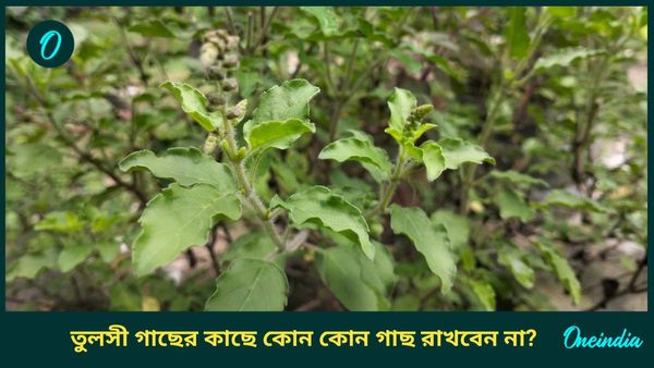 ভুলেও তুলসী গাছের কাছে এই গাছগুলি রাখবেন না, কিন্তু কেন, জানুন