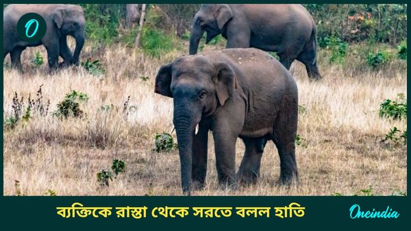 পিছন থেকে ধাপ্পা! রাস্তা ছাড়তে বলল হাতি, দেখে যা অবস্থা হল পথচারীর...