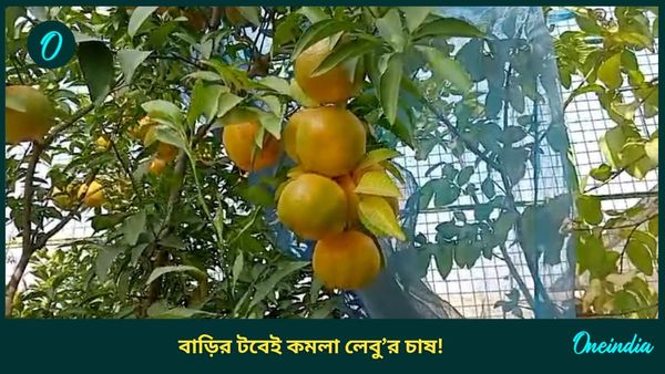 Startup Ideas For Women: বাড়ির ছাদে কমলা লেবু চাষ, দিশা দেখাচ্ছেন বাংলার এই শিক্ষক! মোটা রোজগারের সুযোগ