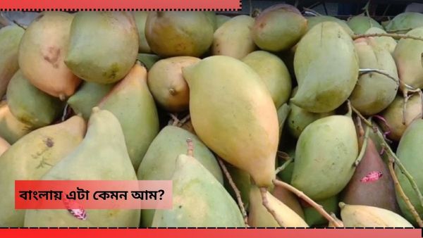 North Bengal News: অদ্ভুত দেখতে, শীতের বাংলা মজেছে এক 'বিদেশি' আমে! খেয়েছেন আপনি?