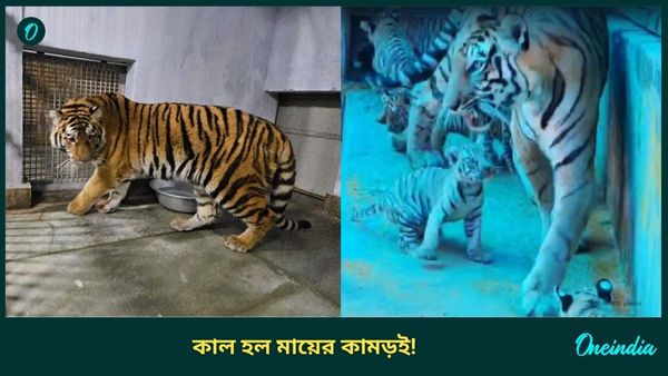 Siliguri Bengal Safari Park: সাধ করে নাম রেখেছিলেন মমতা নিজে! ভুল কামড়েই 'সন্তানহারা' রিকা