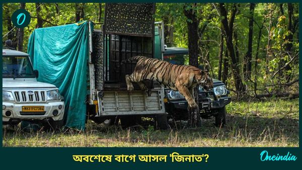 Tigress Zeenat: একা মাইলের পর মাইল হেঁটে চলা 'জিনাত'কে বাগে আনা গেল! উত্তর খুঁজছে বন দফতর