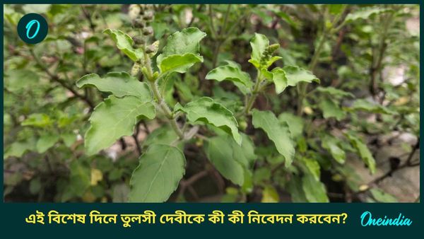 জীবনে সুখী হতে, সম্পদ বাড়াতে বছরের প্রথম পূর্ণিমায় তুলসী দেবীকে এগুলি নিবেদন করুন  